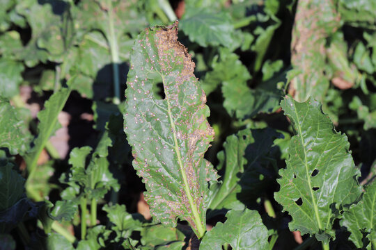 Cercospora leaf spot (Cercospora beticola) infection on a sugar beet plant.