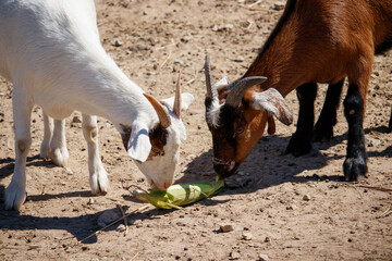 Two Goats Eating Corn on the Cob