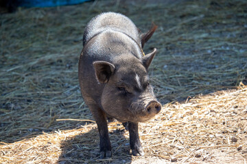 A Black Pot Belly Pig on a Farm