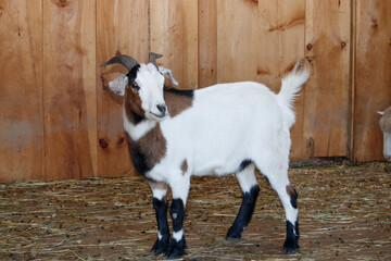 A Brown and White Goat in a Barn