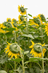 sunflower inflorescences on farmer's field turned towards the sun