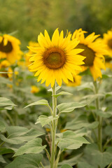 Fototapeta premium Yellow sunflower inflorescence on agricultural field