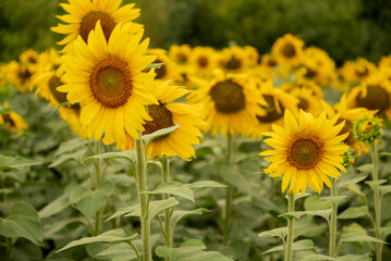 Yellow sunflowers blooming in agricultural field close up