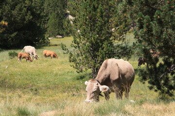 Naklejka premium Vacas pastando en libertad en las montañas del Pirineo