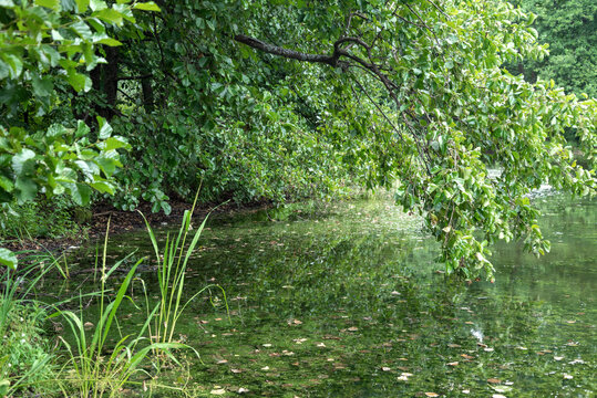 alder tree branch with green leaves bent over the calm water surface of lake