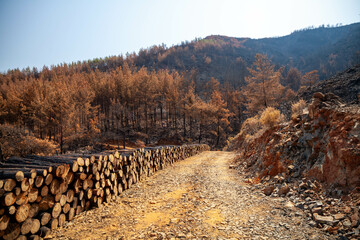 Fototapeta na wymiar Marmaris, Mugla, Turkey – August fires. View near the suburbs of Icmeler Hill in Marmaris, Turkey, after the July-August wildfires. The consequences of the fire.