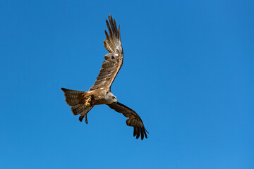 A red kite hunting in blue sky, beautiful bird of prey
