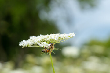 Yellow and black bee holding on to the underside of a white wildflower.  The detail in the bee and flower can be seen.  The bee appears to be very happy and content.