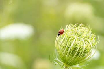 A bright red ladybug is crawling on the outside of a flower bud.  The wildflower has a lace like network of spindles on the outside.  The scene is in a meadow.