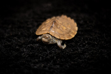 turtle on the black ground