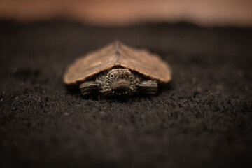 Front view of a wild turtle