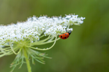 Bright red ladybug crawling up the underside of white wild flower.  Details of the ladybug are in focus.  Flower is in a green field.