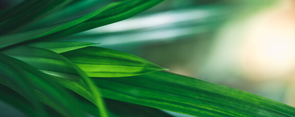 Closeup of beautiful nature view green leaf on blurred greenery background in garden with copy space using as background cover page concept.