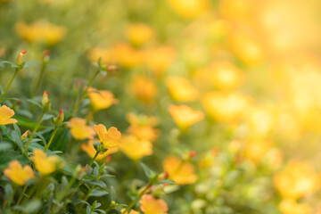 Closeup of yellow flower under sunlight with copy space using as background natural plants landscape, ecology wallpaper cover page concept.