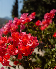 Selective focus on orange bougainvillaea flowers. 
