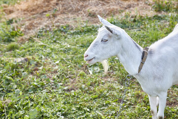 A rural dairy white goat grazes in a meadow.