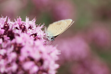 close-up of a Butterfly sitting on a flower