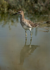 A portrait of a Ruff at Hamala, Bahrain