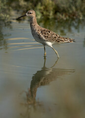 Closeup of a alert Ruff at Hamala, Bahrain
