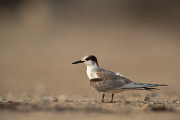 White-cheeked Tern perched on ground at Tubli, Bahrain