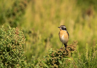 Whinchat perched on green bush, Bahrain