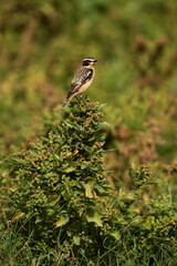 Whinchat perched on bush, Bahrain