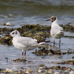 mouettes bretagne