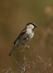 House sparrow perched on twig, Bahrain