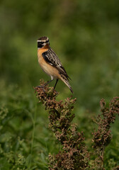Whinchat looking toward camera, Bahrain