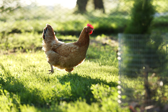 Brown chicken eating food on the grass floor. Farming Pet Concept. hens having lunch in the garden. brown hen portrait