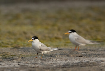 A pair of Little Tern at Asker Marsh, Bahrain