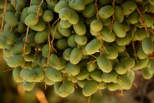 Closeup of  bunch of unripen Dates fruits, Bahrain