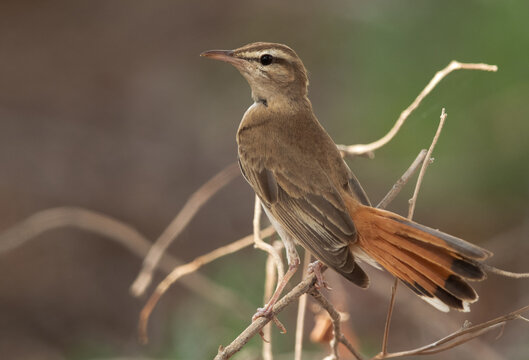 Rufous-tailed Scrub Robin at Hamala, Bahrain