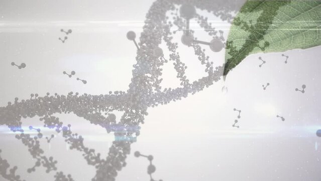 Animation of dna and molecular structures over close up of leaves against grey background
