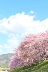 Spring, Plant, Cherry blossoms
