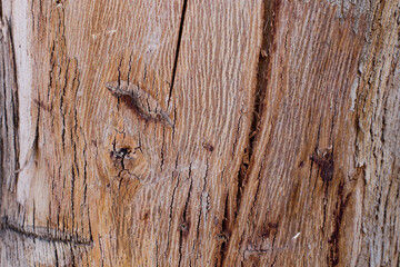 Fondo-textura de corteza de árbol viejo. Concepto de naturaleza, fondos y texturas.