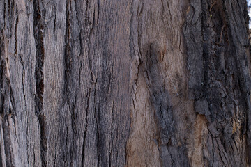 Fondo-textura de corteza de árbol viejo. Concepto de naturaleza, fondos y texturas.