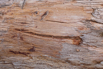 Fondo-textura de corteza de árbol viejo. Concepto de naturaleza, fondos y texturas.