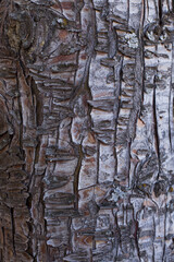 Fondo-textura de corteza de árbol viejo. Concepto de naturaleza, fondos y texturas.