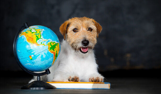 dog and globe and school