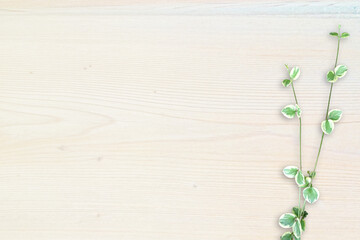 木目背景とグリーン