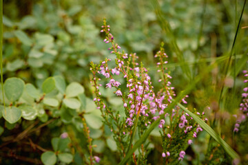 Gros plan - Fleurs mauve dans la tourbière