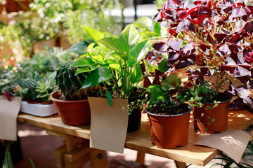 homemade flowers in pots for sale in a flower shop