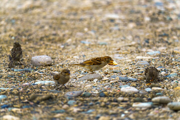 A group of small sparrows one of which has a large piece of bread in its beak.