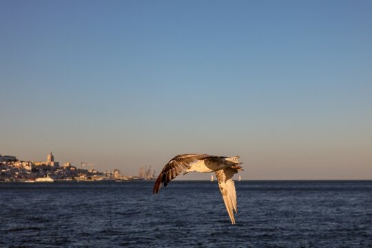 gaivota a voar sobre o rio Tejo