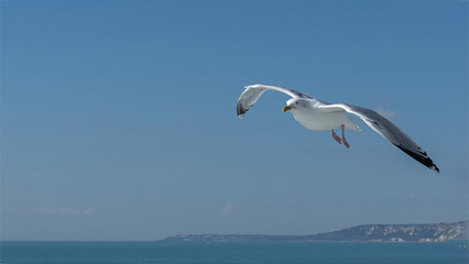Fototapeta na wymiar Möwe im Flug vor der Küste von Dover 