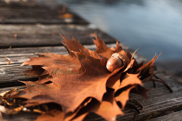 Brown fallen autumn oak leaves and an acorn on a wooden bridge