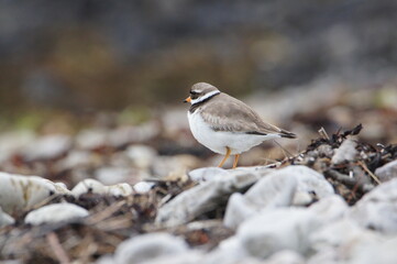 Common Ringed Plover, The Sound of Islay, Isle of Jura, Scotland