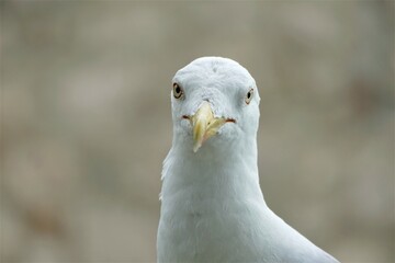 Portrait of domestic seagull