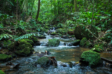 stream in the forest